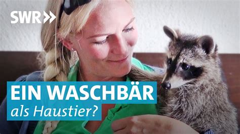 waschbär lustig|Wilde Großfamilie – Lustige Waschbären als Haustiere .